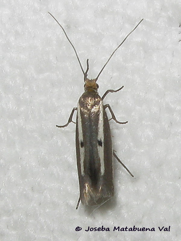 Micro da id. Parahyponomeuta egregiella - Yponomeutidae